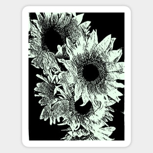 Sunflowers in Black and White Sticker